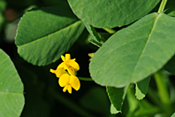 Medicago arabica